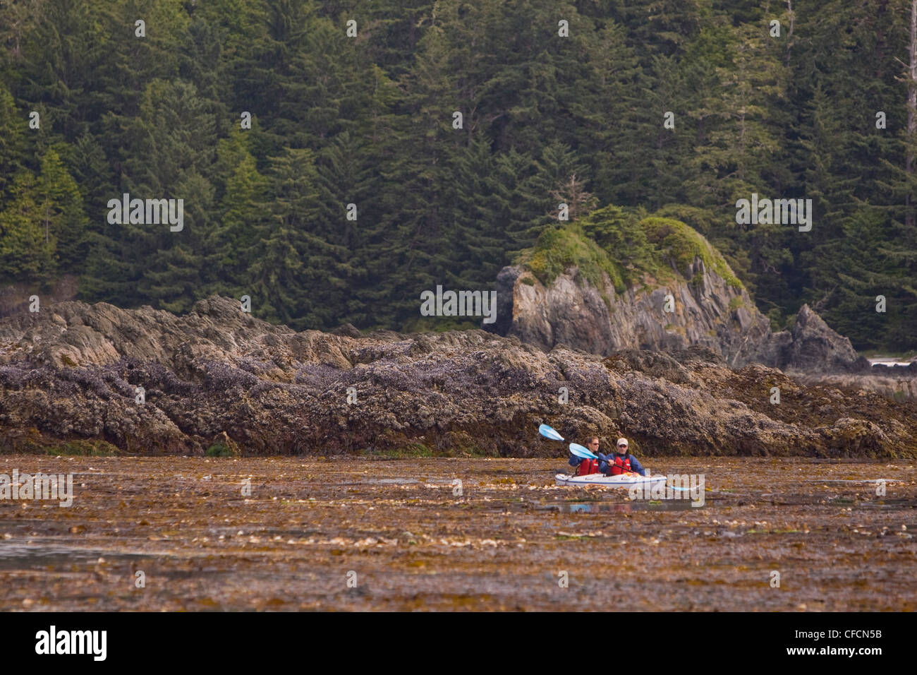 Les forêts de varech dense palette kayakistes Kyuquot Sound Banque D'Images