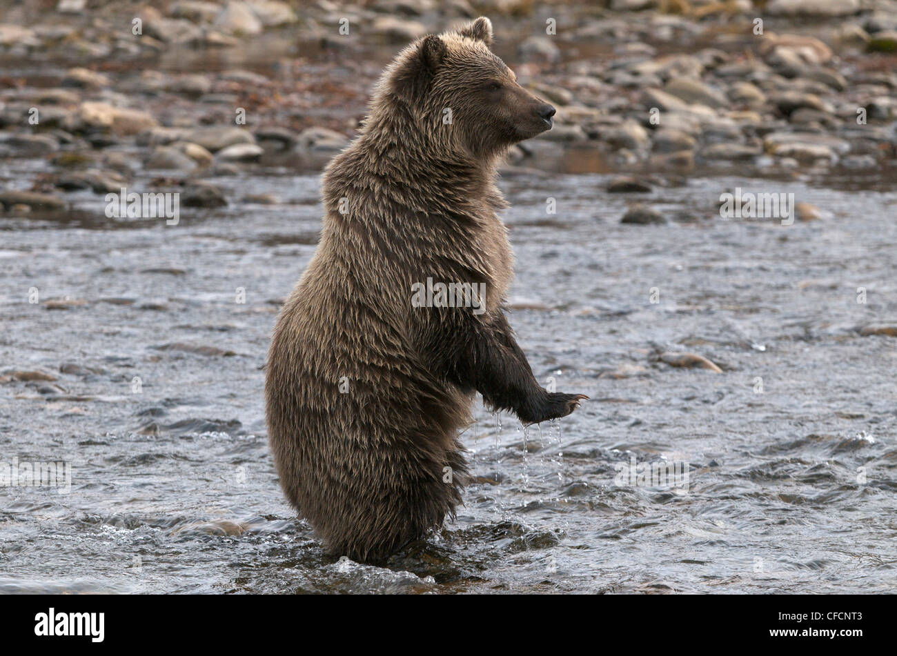 Comité permanent de l'ours grizzli-2e année Cub Ursus arctos Banque D'Images