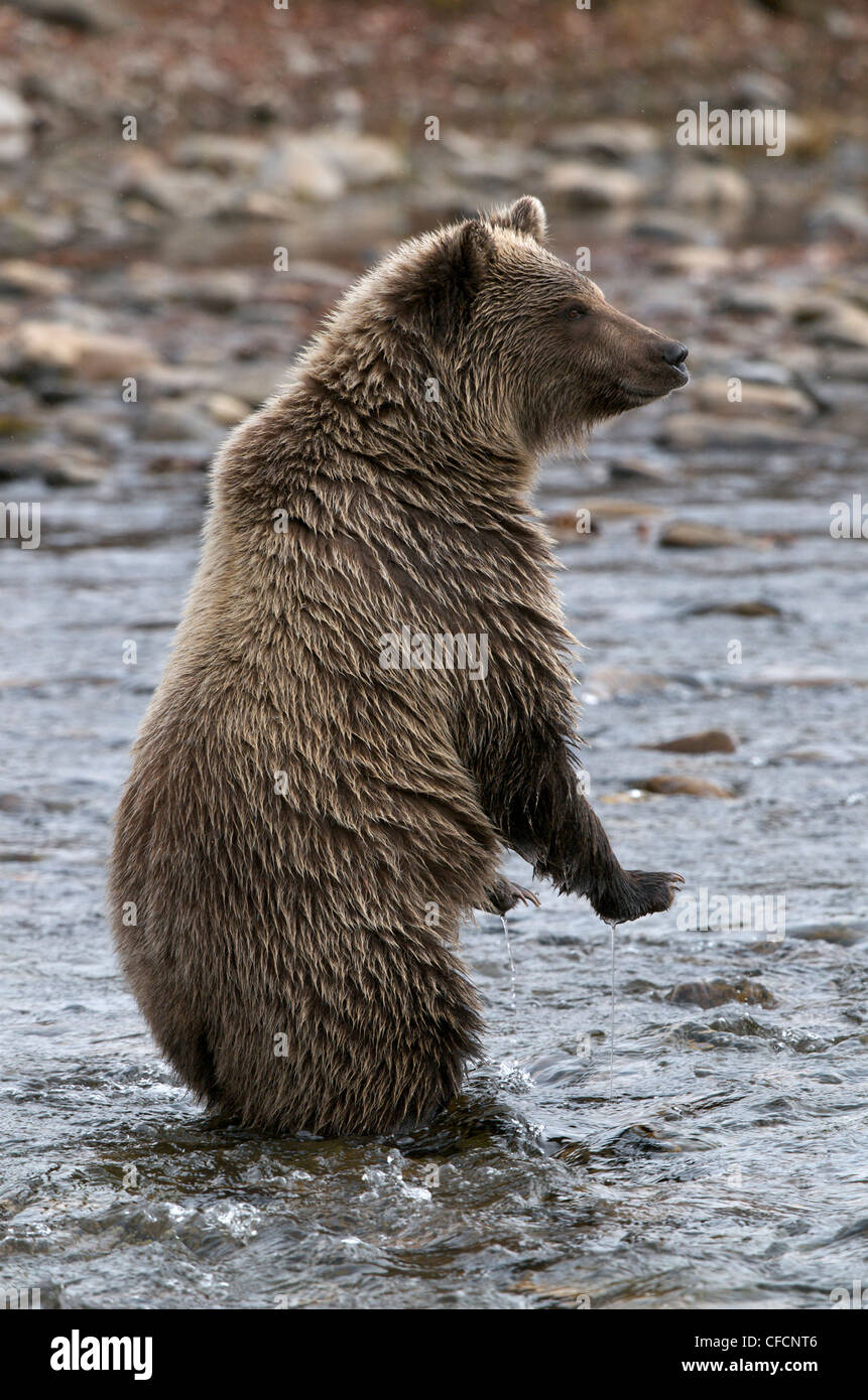 Comité permanent de l'ours grizzli-2e année Cub Ursus arctos Banque D'Images