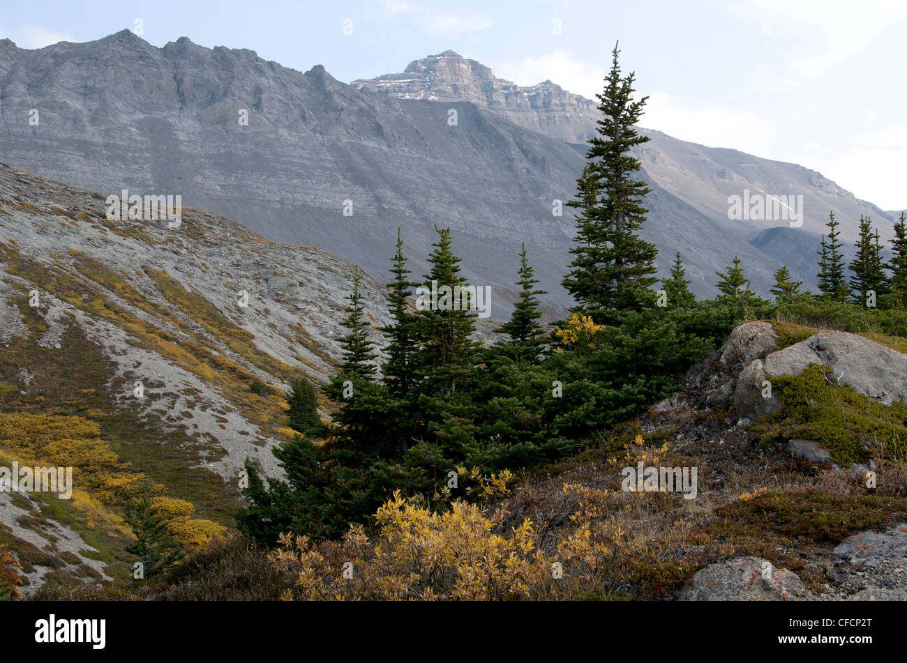 La végétation alpine Alpine (sapins), Rocky Mountains, Jasper National Park, Alberta, Canada Banque D'Images