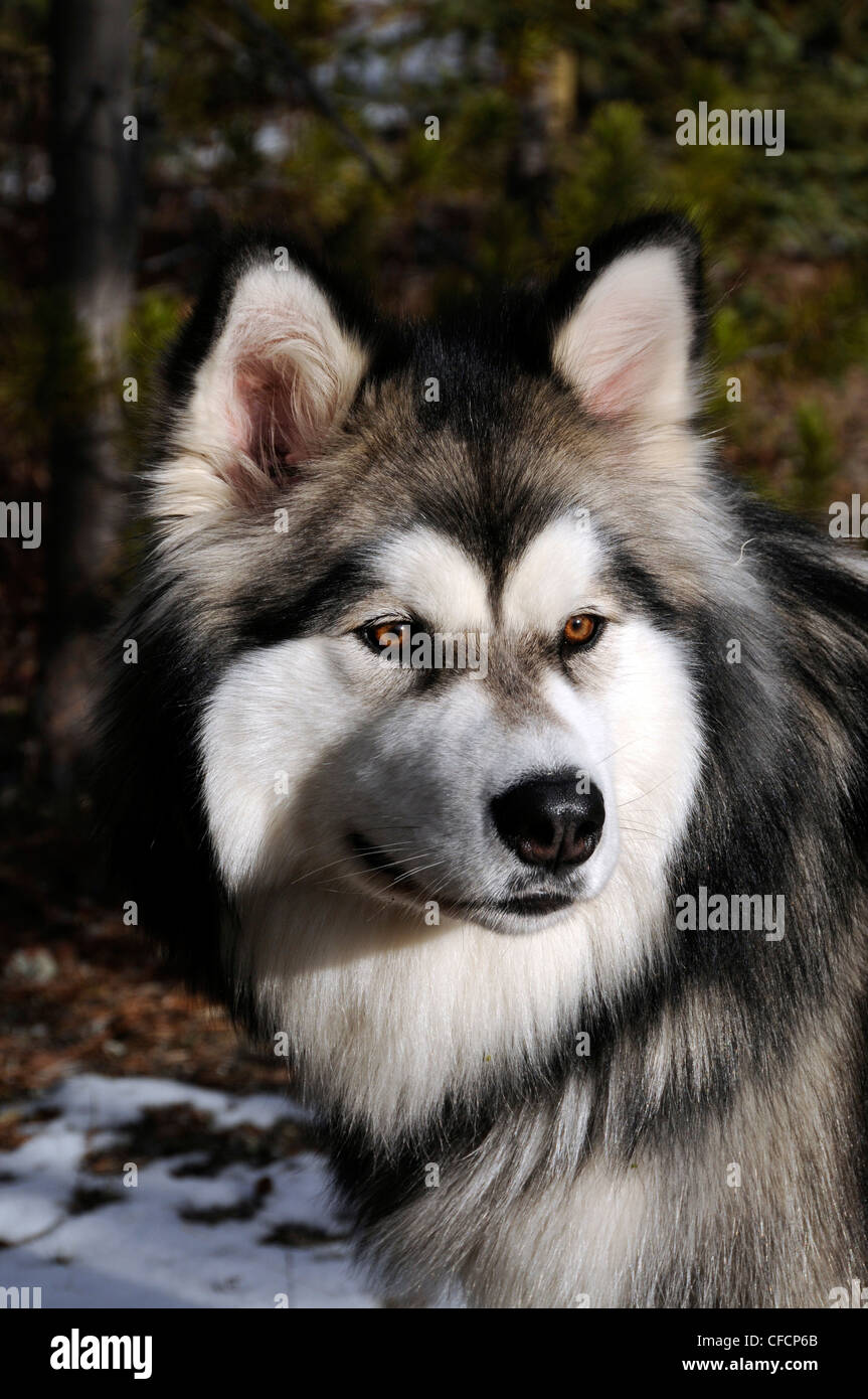 Portrait de pure race de chien malamute d'Alaska, Territoire du Yukon, Canada Banque D'Images