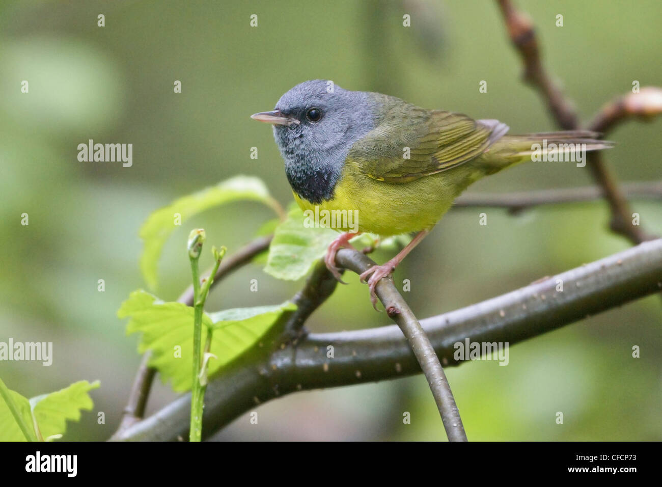 Paruline triste (Oporornis philadelphia) perché sur une branche Banque D'Images