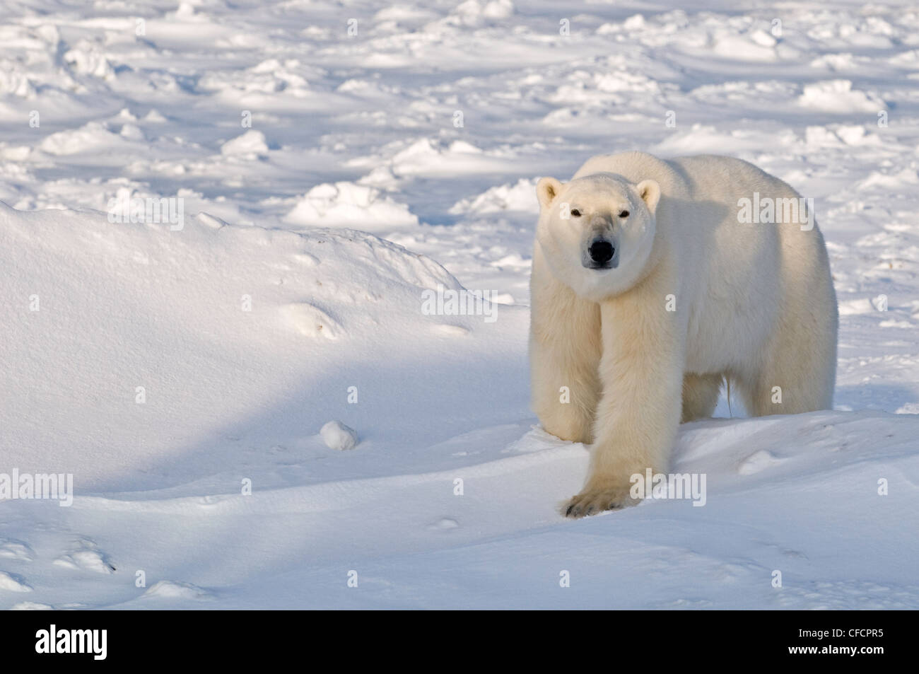 L'observation des ours polaires, Churchill, Manitoba, Canada Photo Stock -  Alamy