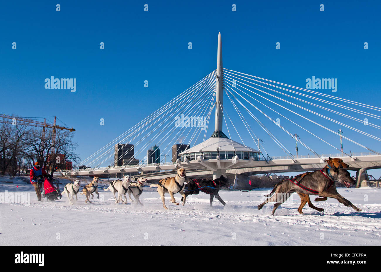 Courses de chiens de traîneau sur la rivière Rouge, La Fourche, Winnipeg, Manitoba, Canada Banque D'Images
