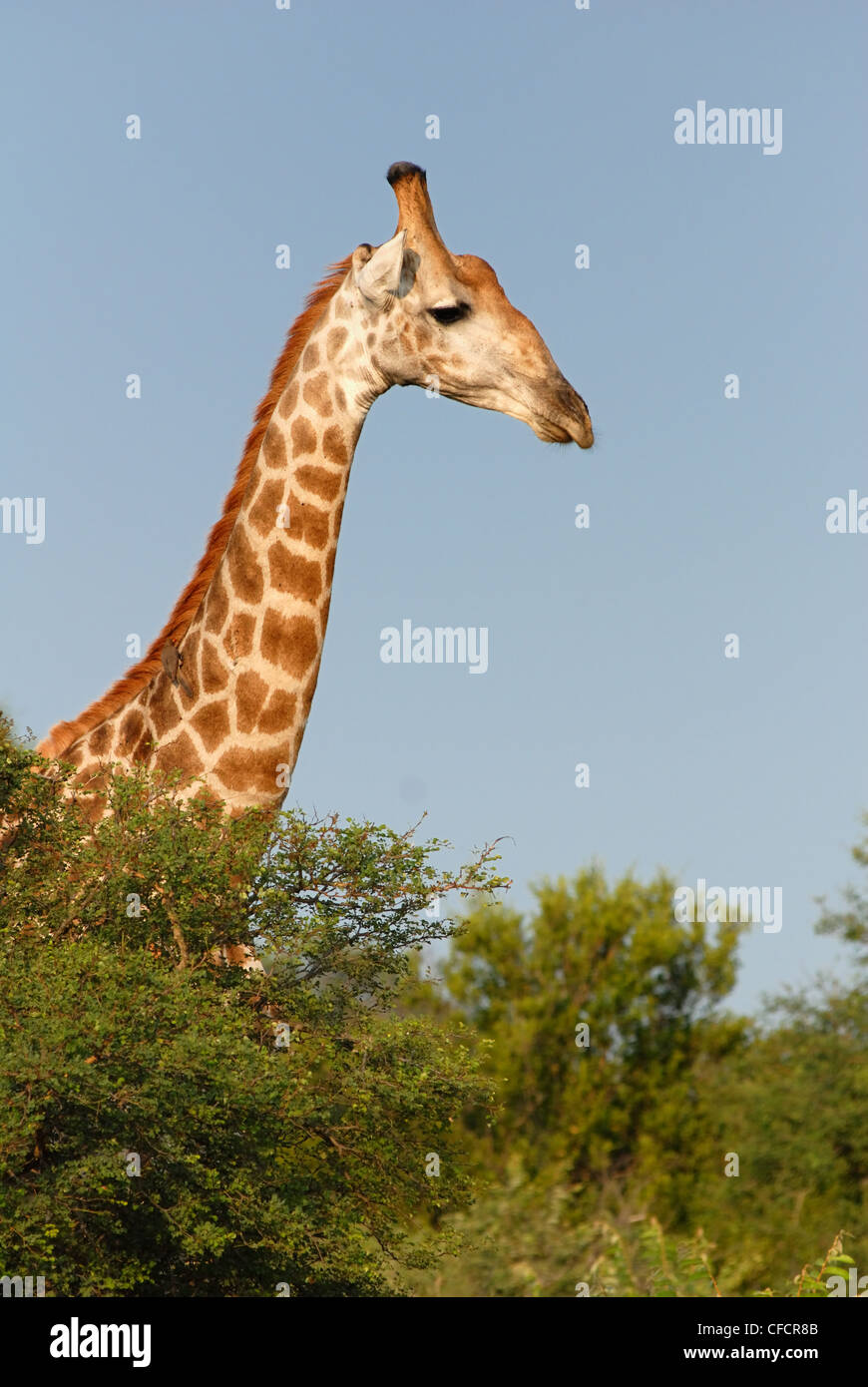 Profil de girafe mâle Banque D'Images
