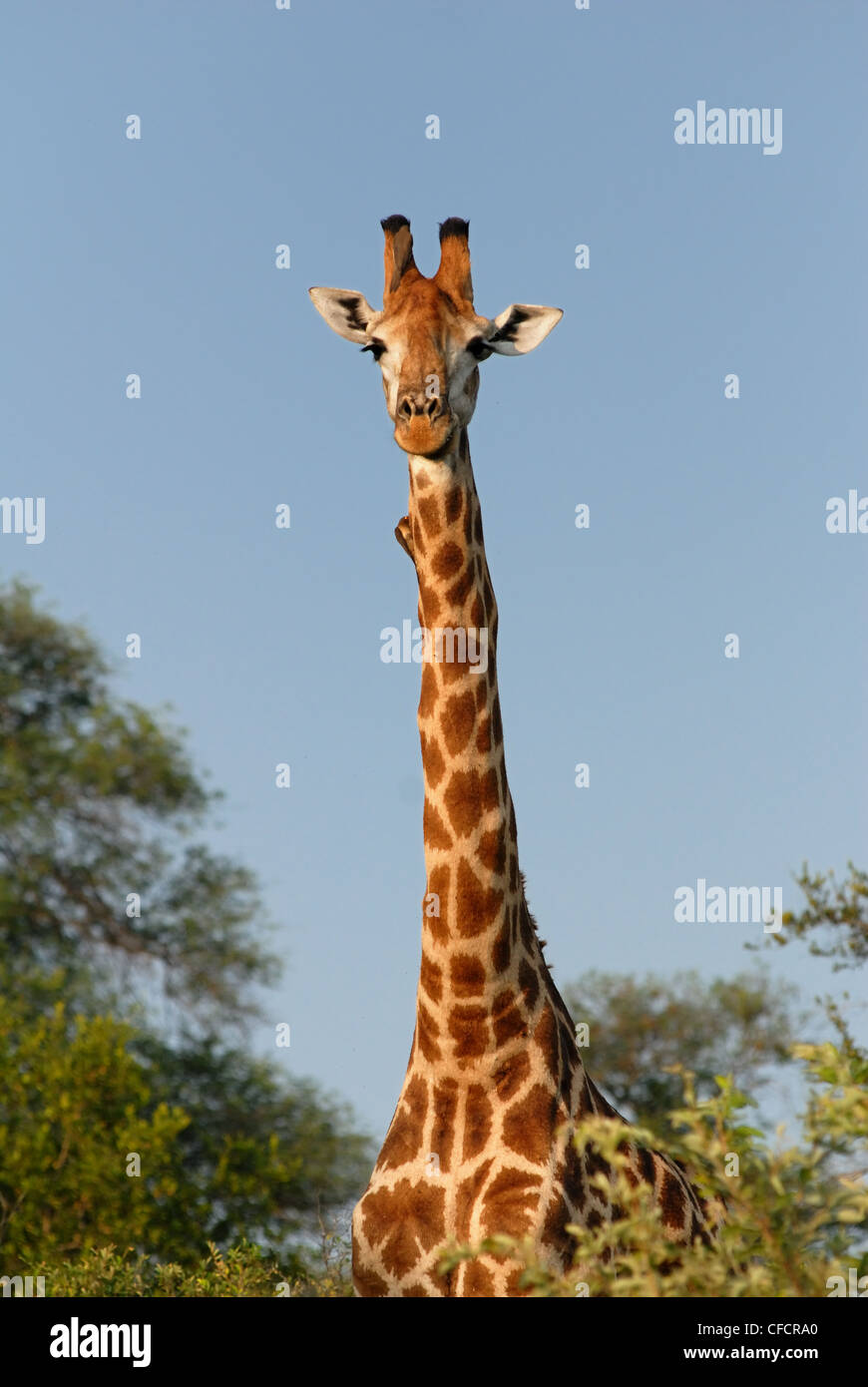 Profil de girafe mâle Banque D'Images