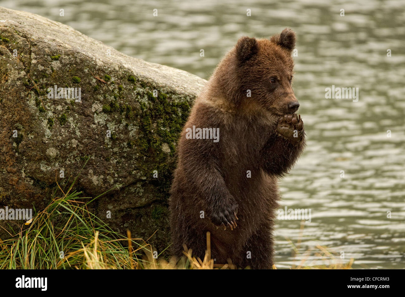 Grizzly Bear cub debout sur ses pattes. Banque D'Images