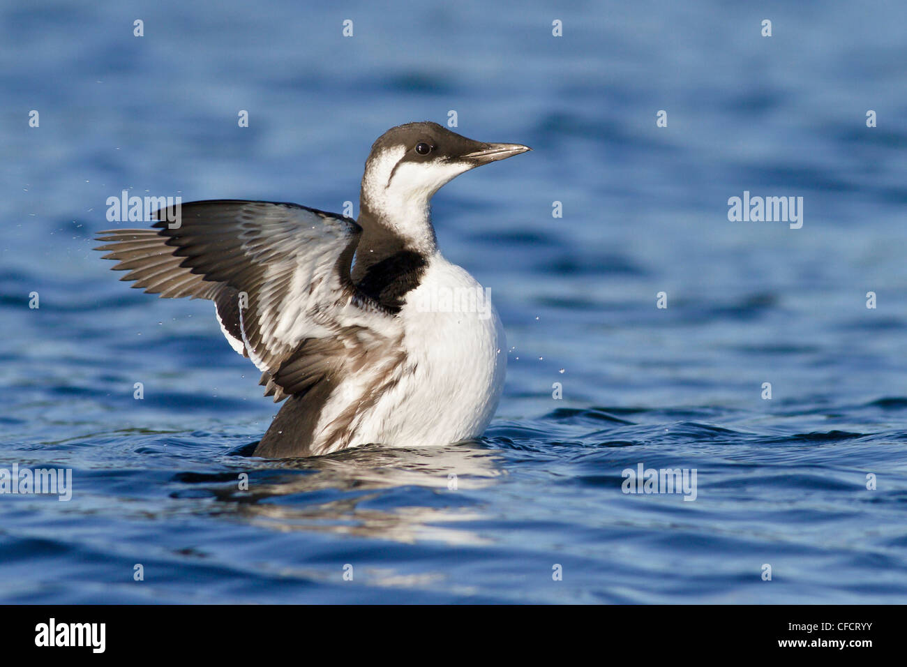 Guillemot de Troïl (Uria aalge) nager sur l'océan, près de Victoria, Colombie-Britannique, Canada. Banque D'Images