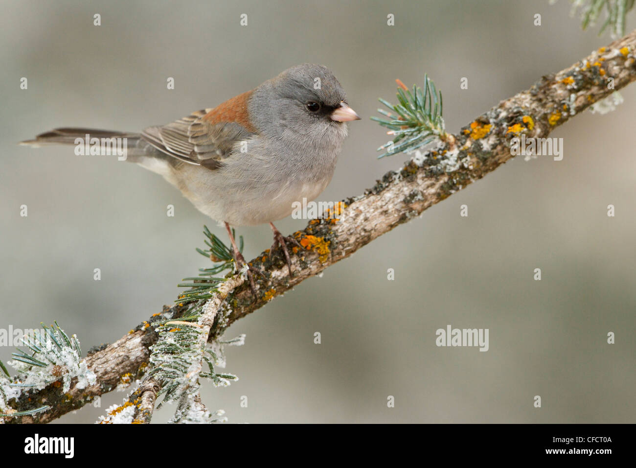 Dark Junco ardoisé (Junco hyemalis) perché sur une branche à la Sandia Crest près d'Albuquerque, New Mexico, United States of America. Banque D'Images