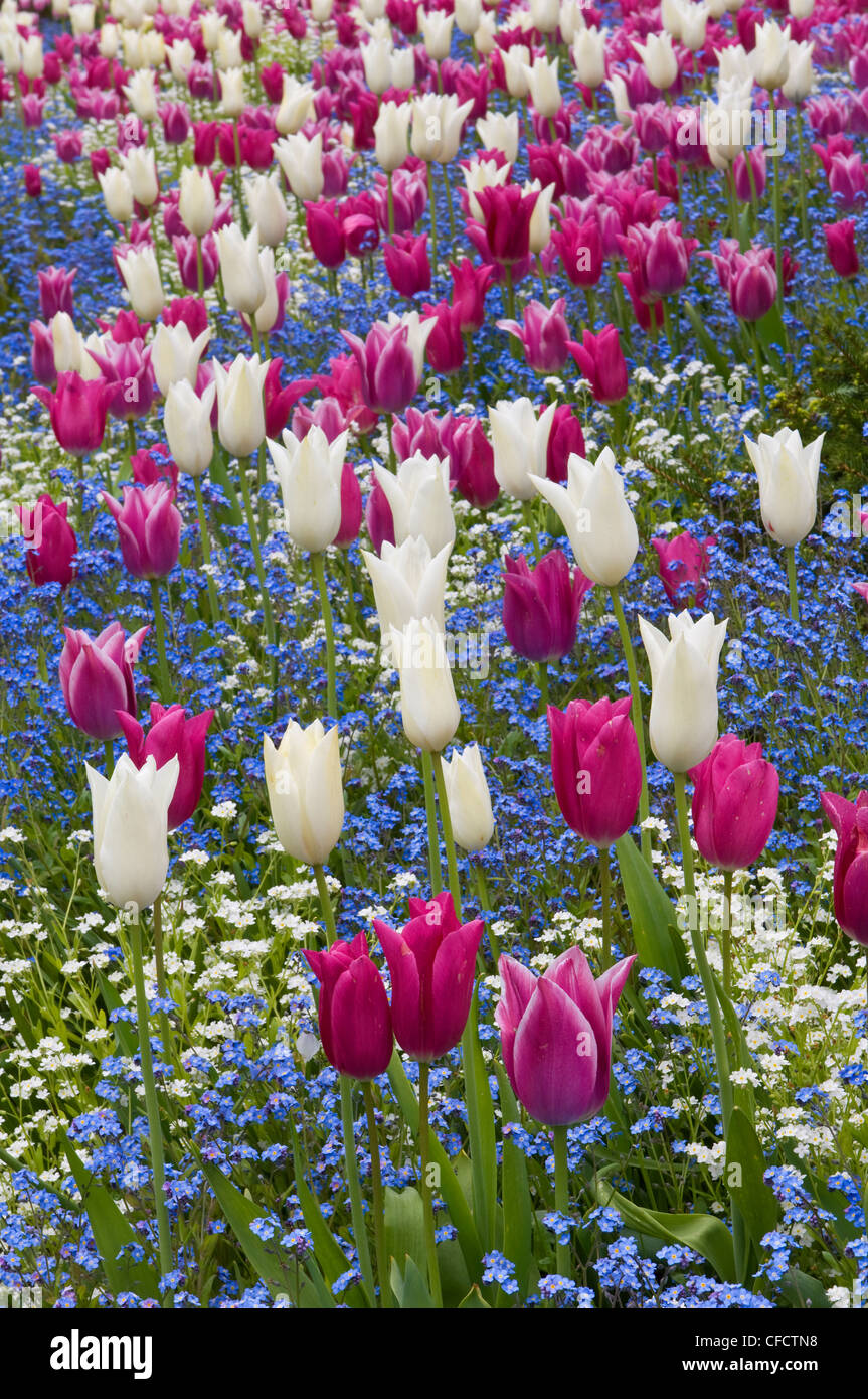 Tulipes roses et blanches (Tulipa), Butchart Gardens, Victoria, île de Vancouver, Colombie-Britannique, Canada Banque D'Images