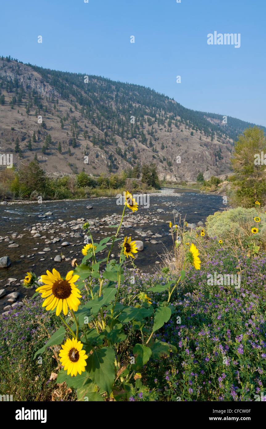 Les fleurs le long de la rivière Nicola, British Columbia, Canada Banque D'Images