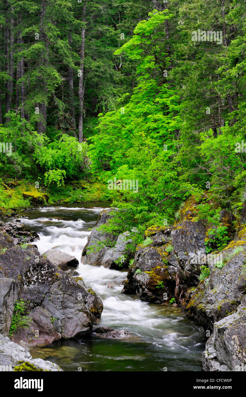 La rivière Kokshilah près de pont brûlé près de Shawnigan Lake, British Columbia, Canada. Banque D'Images