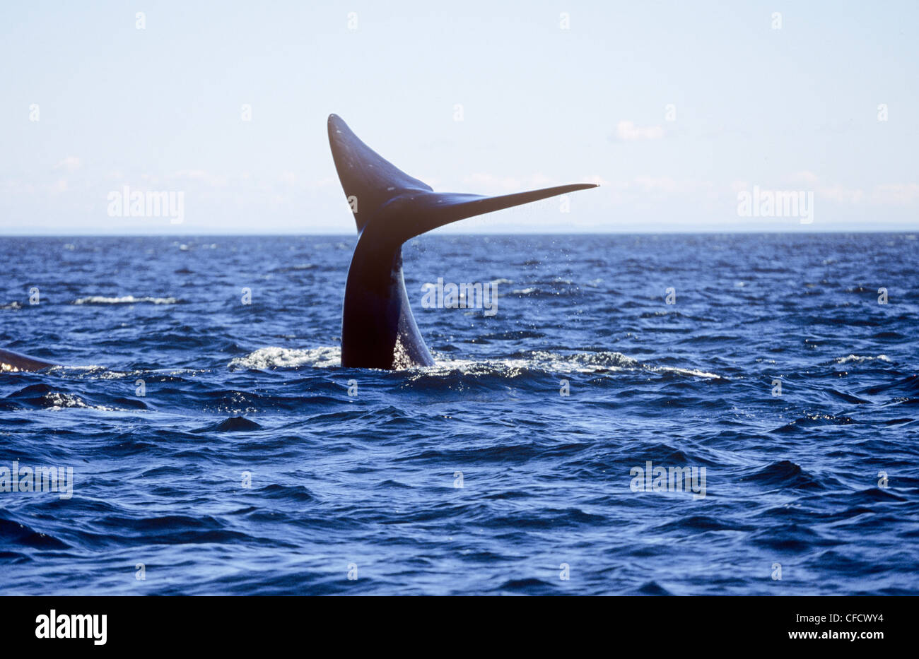 La baleine noire, du Nord (Eubalaena glacialis), la baie de Fundy, Nouveau-Brunswick, Canada Banque D'Images