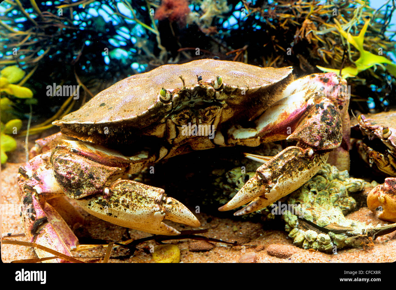 Rocher de l'Atlantique, le crabe (Cancer irroratus) Banque D'Images