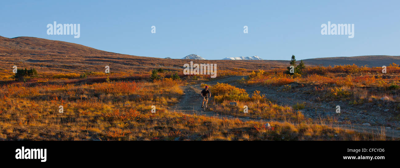 Vélo de montagne descendant Montana Mountain, Carcross, au Yukon, Canada. Banque D'Images