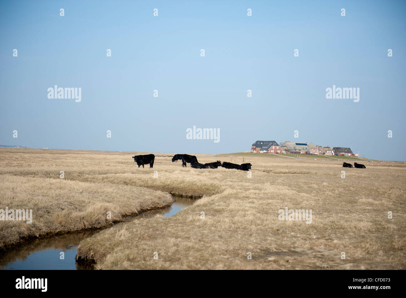 Le pâturage des vaches en face de Mayenswarf Hallig Langeneß, sur une île de la mer du Nord dans le domaine du patrimoine de l'UNESCO de la mer des Wadden ALLEMAGNE Banque D'Images
