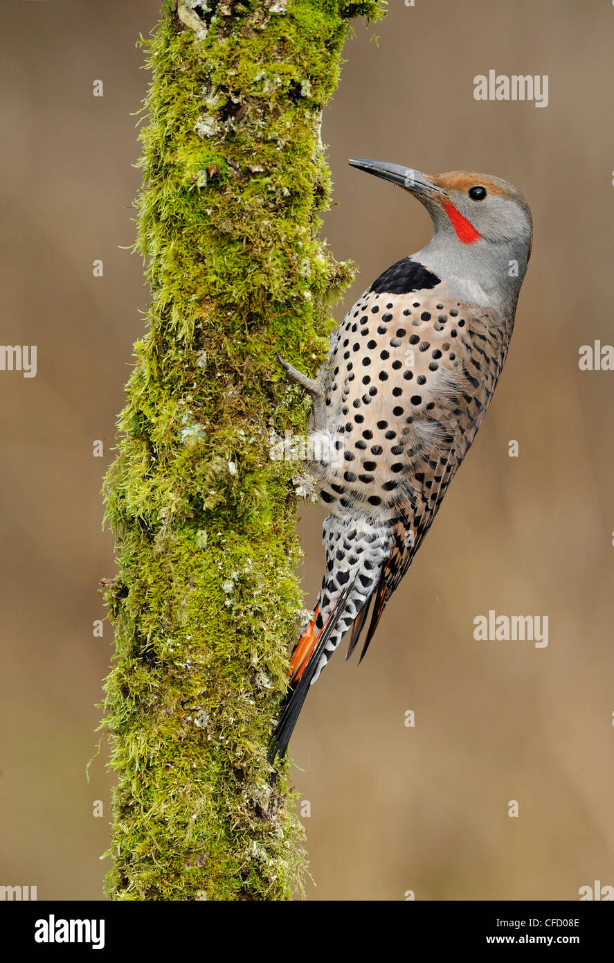 Le Pic flamboyant (Colaptes auratus) le forage pour l'alimentation Victoria, British Columbia, Canada Banque D'Images Le Pic flamboyant (Colaptes auratus) le forage pour l'alimentation Victoria, British Columbia, Canada Banque D'Images