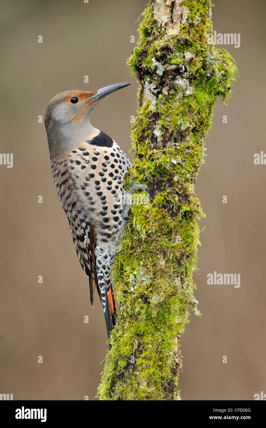 Le Pic flamboyant (Colaptes auratus) le forage pour l'alimentation Victoria, British Columbia, Canada Banque D'Images Le Pic flamboyant (Colaptes auratus) le forage pour l'alimentation Victoria, British Columbia, Canada Banque D'Images