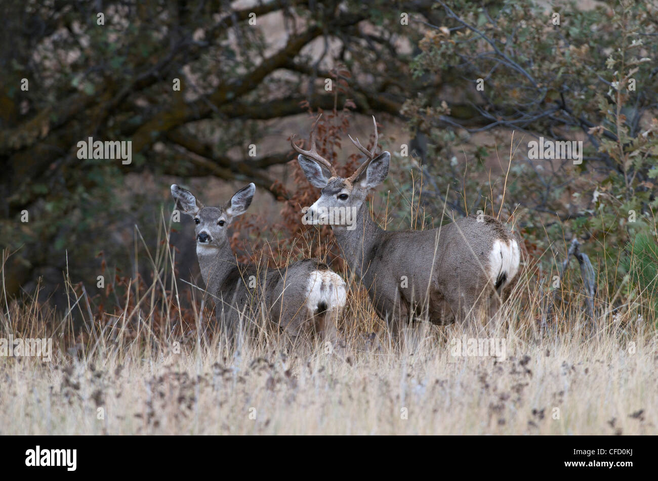 Le cerf mulet Odocoileus hemionus buck doe debout Banque D'Images