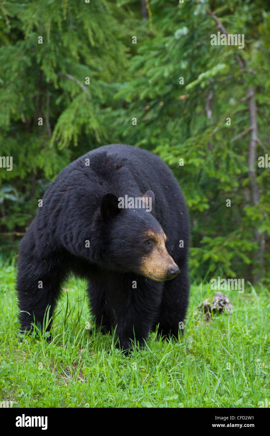Ours noir (Ursus americanus) Whistler, British Columbia, Canada Banque D'Images