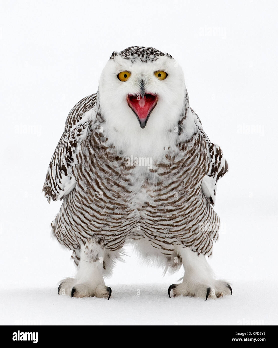 Snowy Owl portrait, Ottawa, Canada Banque D'Images