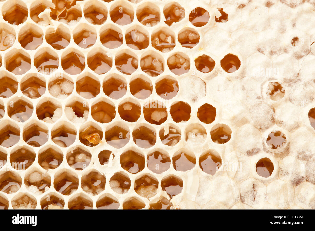 Vue rapprochée d'alvéoles. Banque D'Images