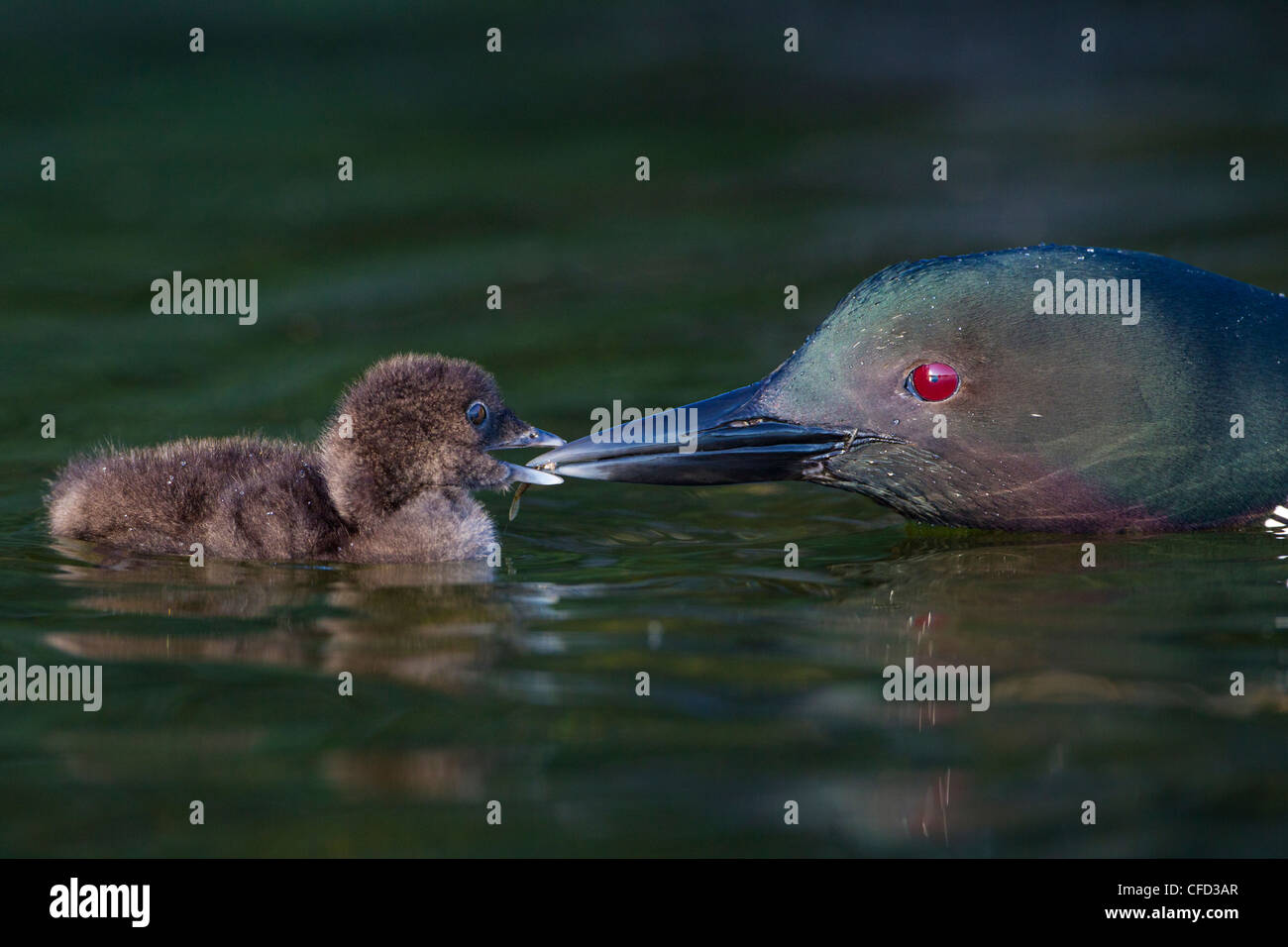 Plongeon huard (Gavia immer), alimentation adultes libellule naiad (O. Odonata) à chick, lac Le Jeune, British Columbia, Canada Banque D'Images