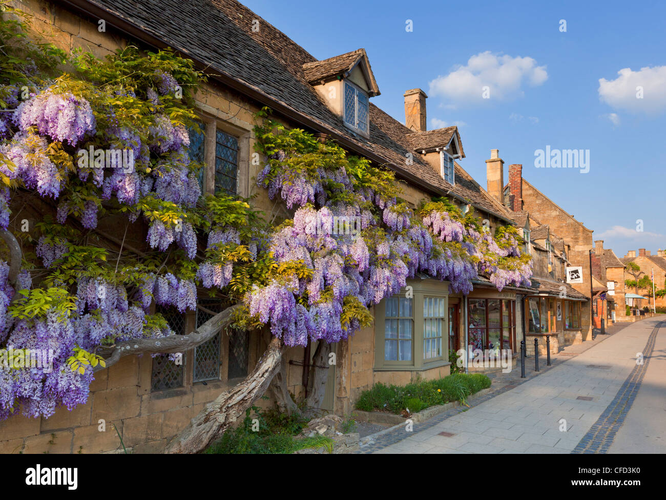 Floraison mauve glycine sur un mur en pierre de Cotswold,dans le village de Broadway, les Cotswolds, Worcestershire, Angleterre, RU Banque D'Images