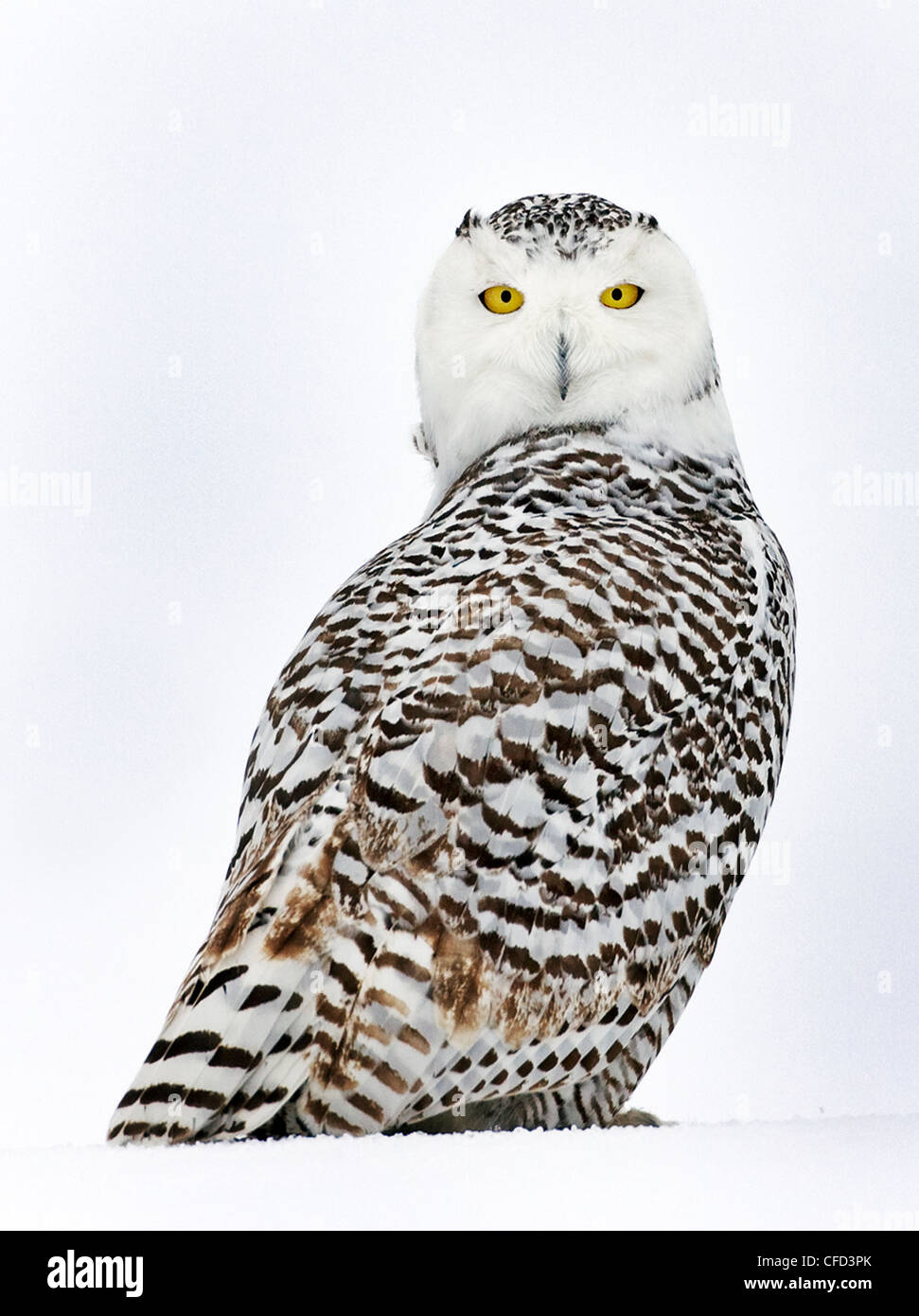 Snowy Owl portrait, Ottawa, Canada Banque D'Images