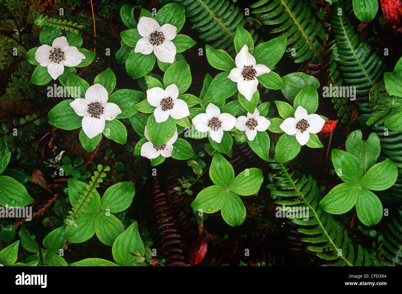 Le cornouiller du Canada ; Dwarf Cornel ; Pudding Berry (Cornus canadensis) l'île de Vancouver, Colombie-Britannique, Canada. Banque D'Images