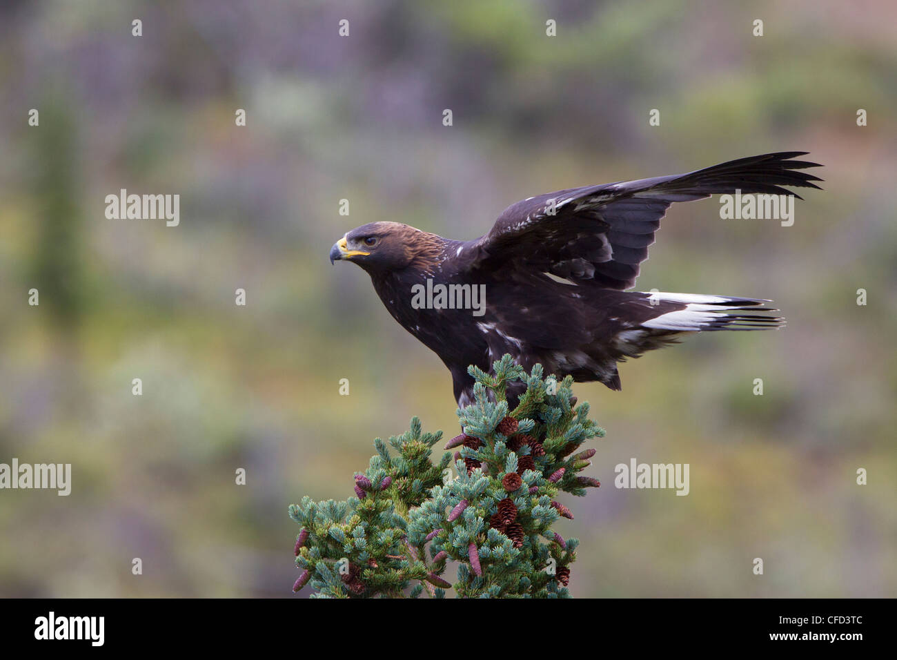 Golden Eagle Aquilchrysaetos s'accrochant pour mineurs Banque D'Images