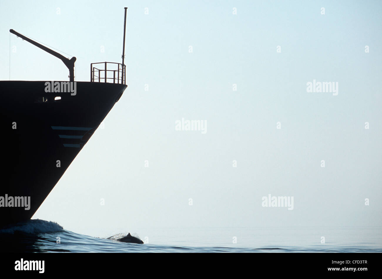 Proue de navire de charge avec les marsouins de Dall, British Columbia, Canada. Banque D'Images