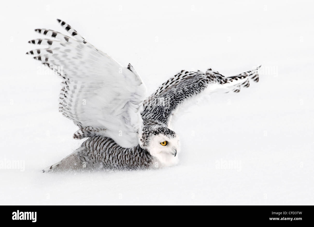 Snowy Owl landing, Ottawa, Canada Banque D'Images