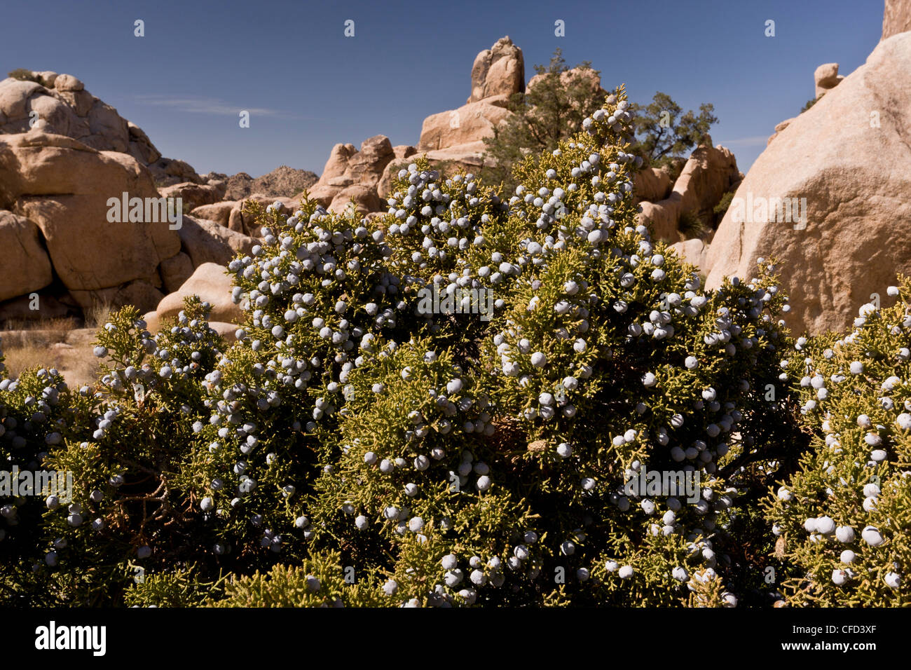 Le genévrier, Juniperus californica californien dans les fruits ; Parc National de Joshua Tree, California, USA Banque D'Images