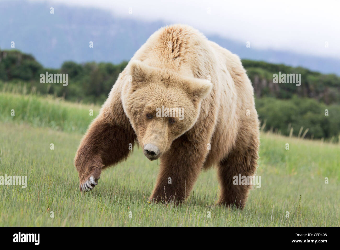 Alaska/grizzli Ours brun (Ursus arctos horribilis), Hallo Bay, Katmai National Park, Alaska, United States of America Banque D'Images