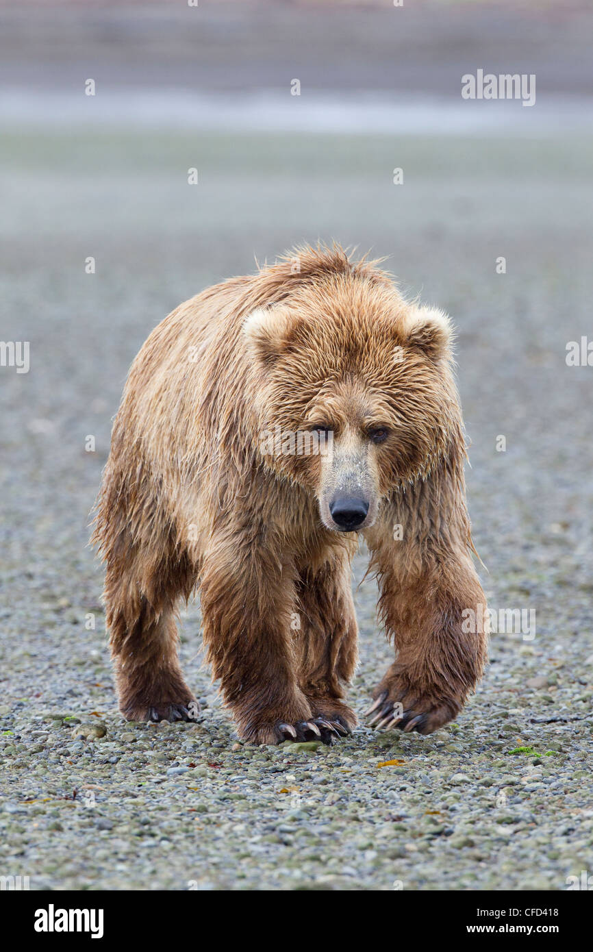 Alaska/grizzli Ours brun (Ursus arctos horribilis), Hallo Bay, Katmai National Park, Alaska, United States of America Banque D'Images