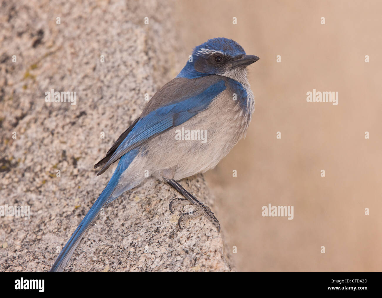 Western Scrub-Jay, forme du Pacifique, Aphelocoma californica ; sur la roche de granit, Joshua Tree National Park, California, USA Banque D'Images