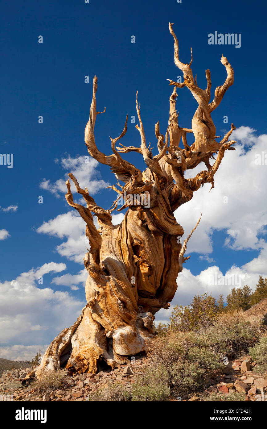 Bristlecone Pine (Pinus longaeva), ancienne Bristlecone Pine Forest Park, Inyo National Forest, Bishop, California, USA Banque D'Images