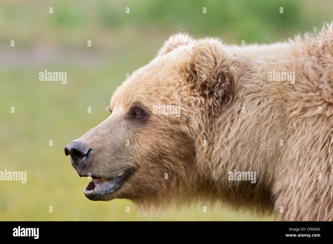 Alaska/grizzli Ours brun (Ursus arctos horribilis), SOW, Hallo Bay, Katmai National Park, Alaska, United States of America Banque D'Images