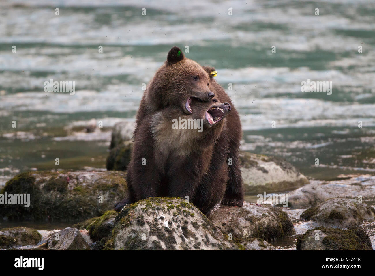 Ours grizzli (Ursus arctos horribilis), louveteaux, jouer la lutte, la piste Chilkoot River, Haines, Alaska, United States of America Banque D'Images