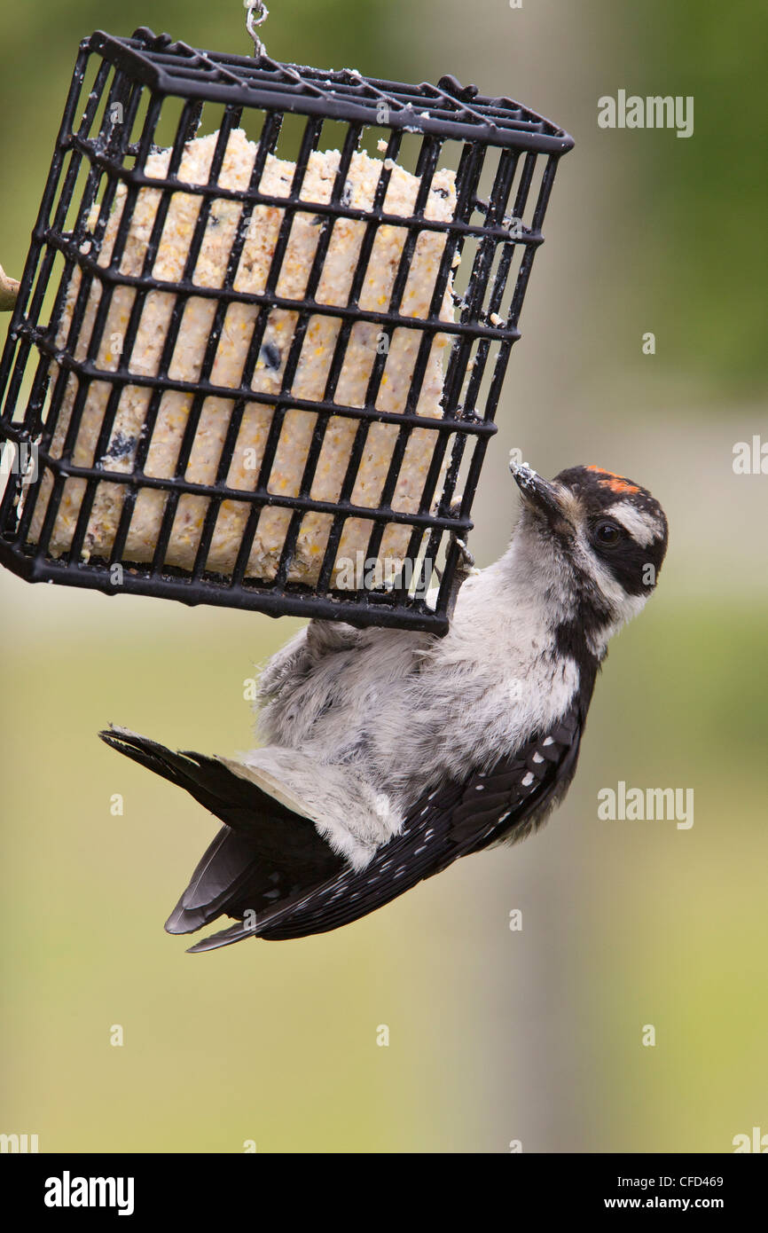 Pic chevelu (Picoides villosus), juvénile à suet convoyeur, lac Le Jeune, British Columbia, Canada Banque D'Images