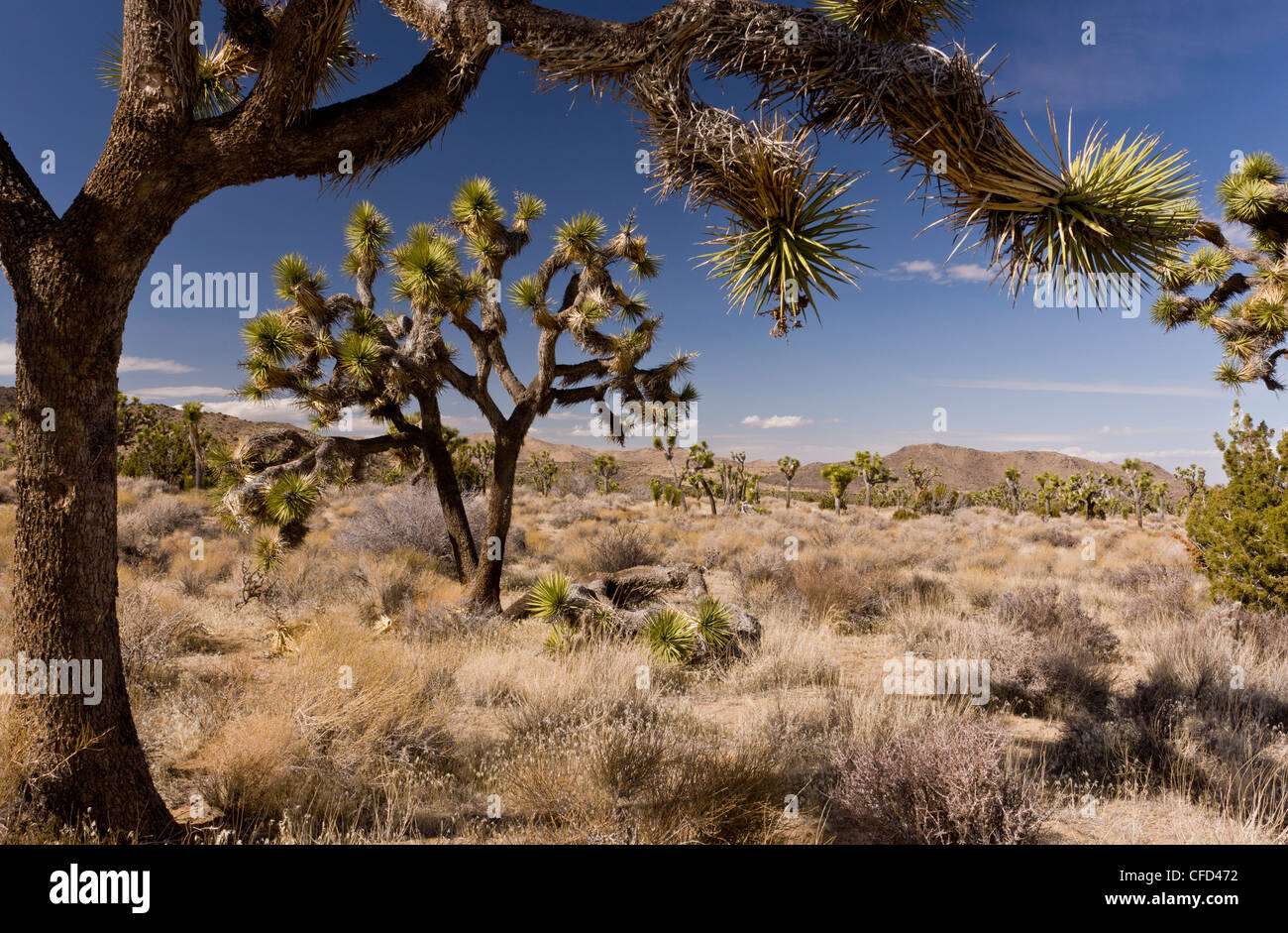 Joshua trees, Yucca brevifolia dans Joshua Tree National Park, Californie, USA Banque D'Images