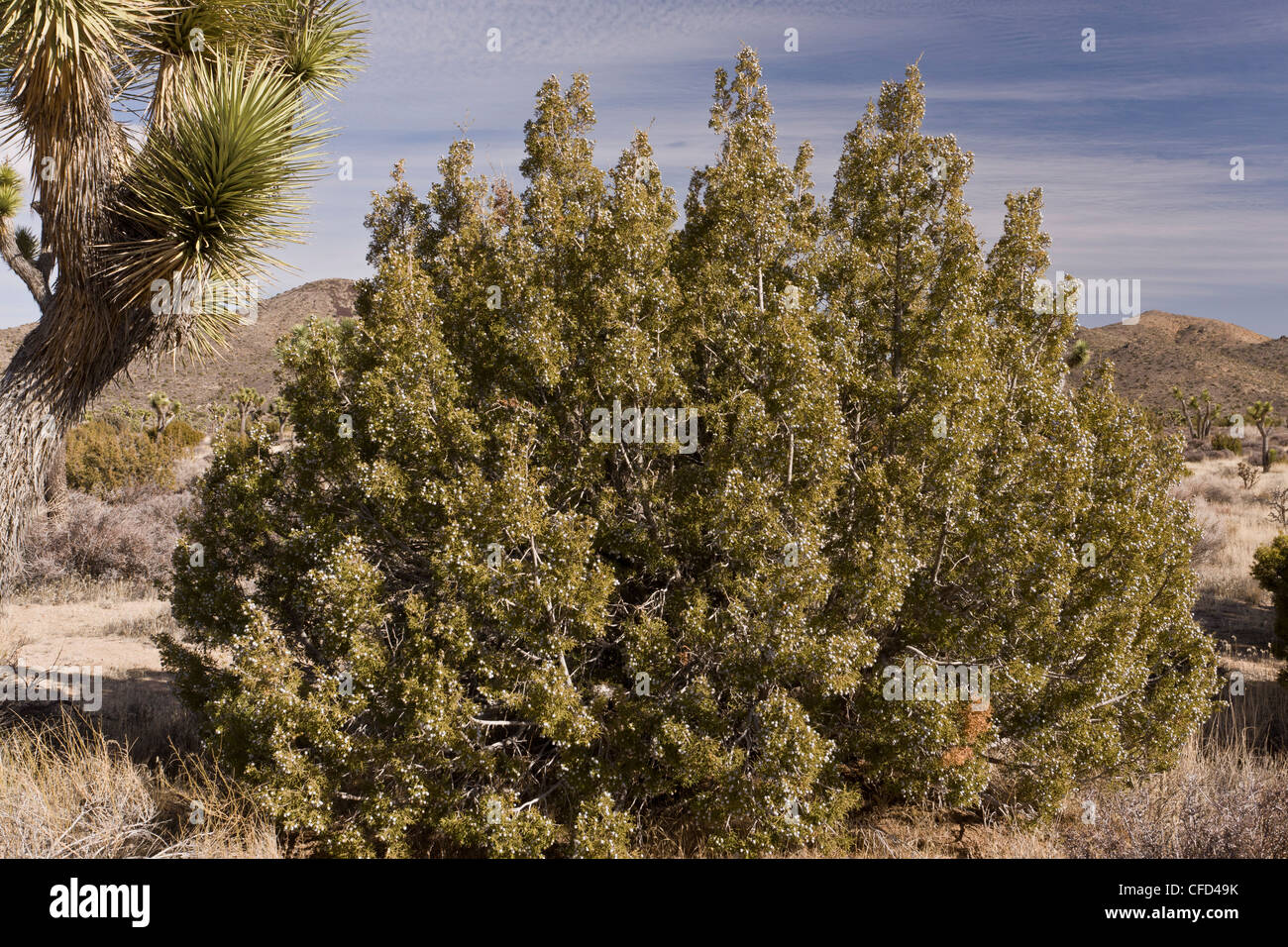 Le genévrier, Juniperus californica californiens, California, USA Banque D'Images