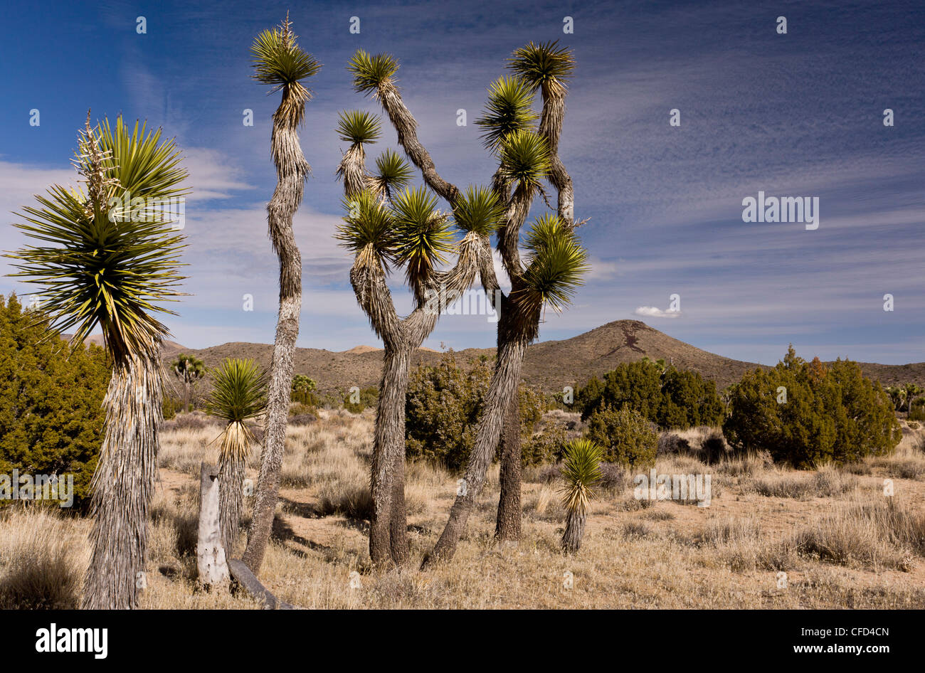 Joshua trees, Yucca brevifolia dans Joshua Tree National Park, Californie, USA Banque D'Images