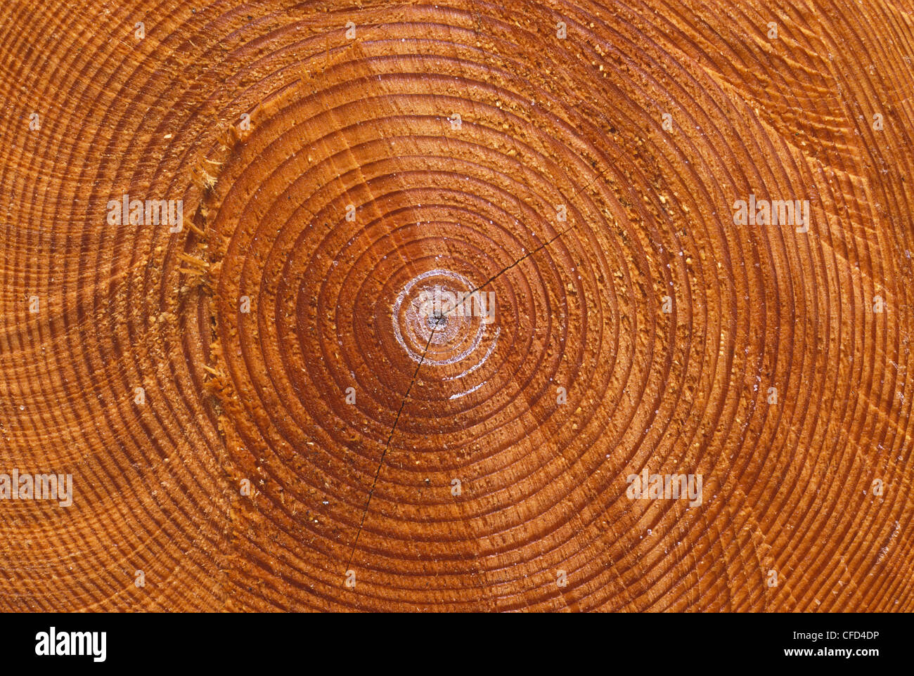 Wood grain pattern dans cross cut de log, British Columbia, Canada. Banque D'Images