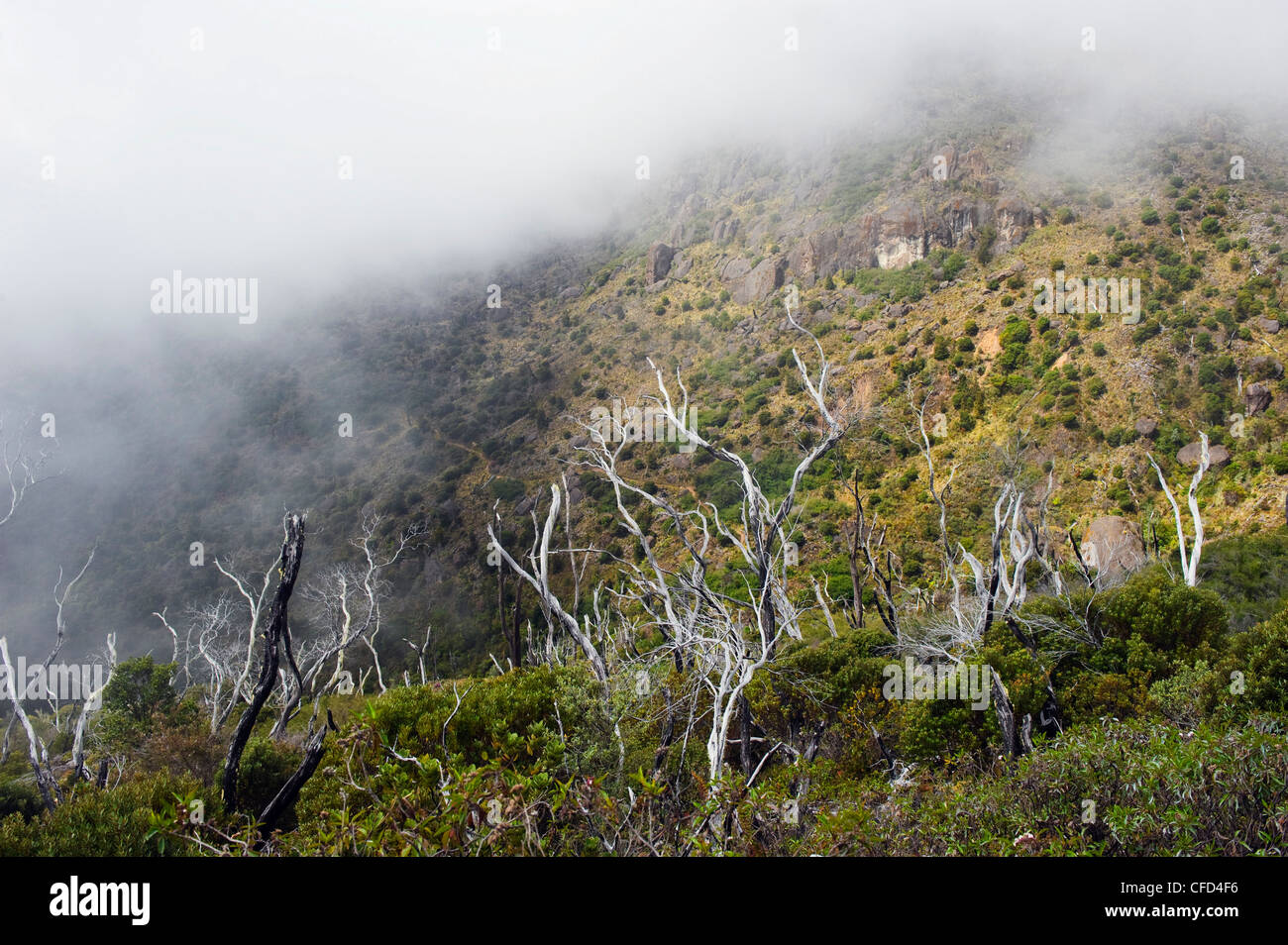 Arbres dans la brume sur le Cerro Chirripó, 3820m, point le plus élevé au Costa Rica, le Parc National Chirripó, Costa Rica, Amérique Centrale Banque D'Images