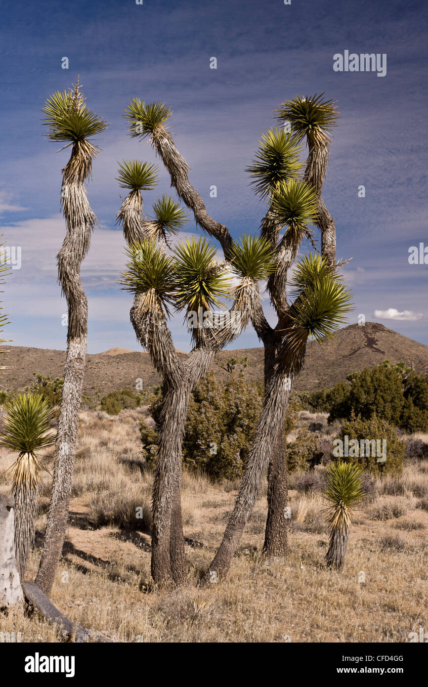 Joshua trees, Yucca brevifolia dans Joshua Tree National Park, Californie, USA Banque D'Images