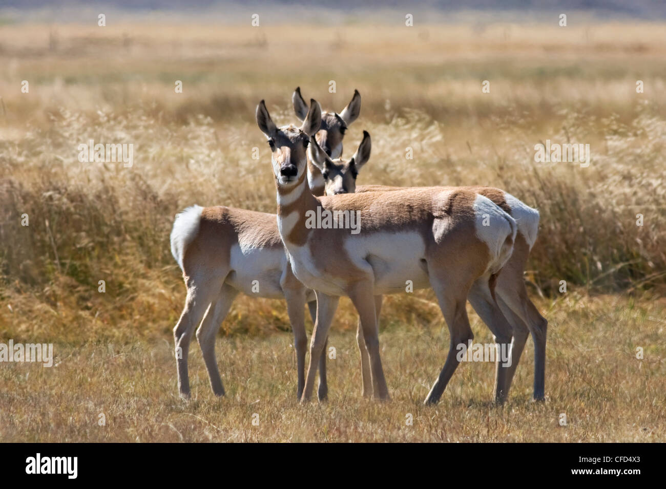 Trois Antilopes d dans les contreforts de la chaîne Wind River, comté de Sublette, Wyoming, United States of America Banque D'Images