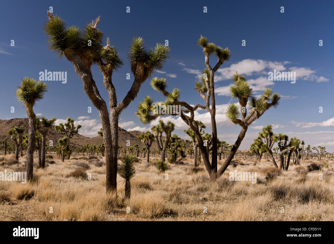 Joshua trees, Yucca brevifolia dans Joshua Tree National Park, Californie, USA Banque D'Images
