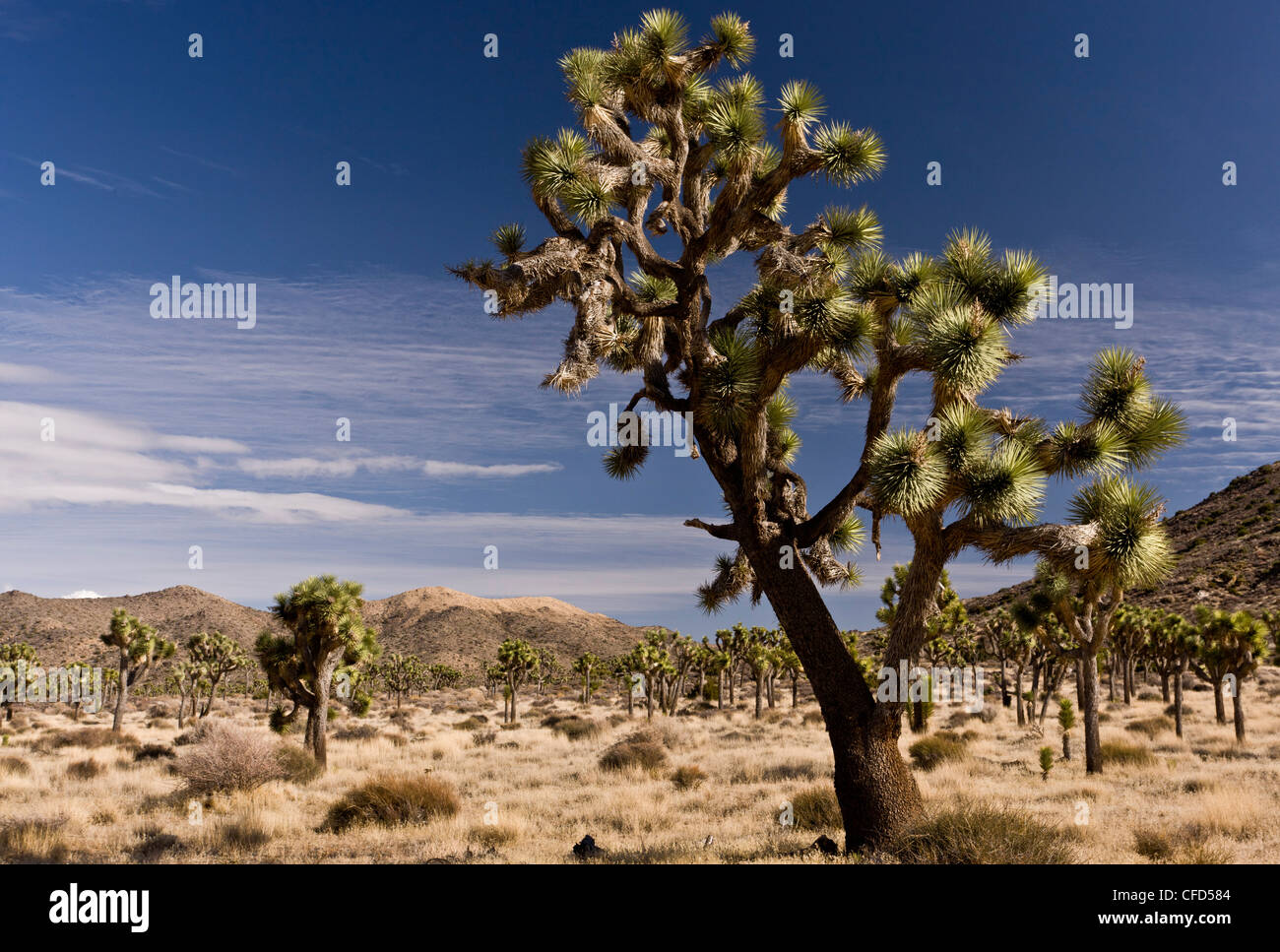 Joshua trees, Yucca brevifolia dans Joshua Tree National Park, Californie, USA Banque D'Images